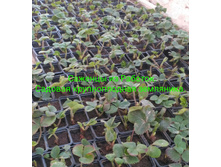 IMG 20200229 183453.jpg