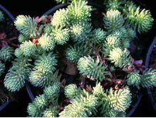 Sedum fosterianum Elegans.jpg