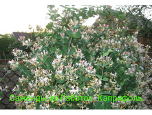 IMG 20200301 133519.jpg