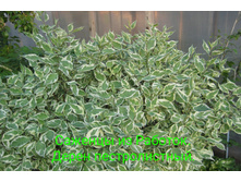 IMG 20200301 133321.jpg