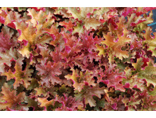 Heuchera-Ginger-Peach-3.jpg