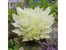 White Feather ���� 1,66 ���� �������� 1��