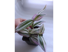 ����� 1.jpg