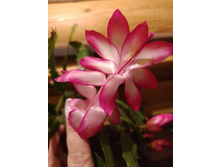 ��������� ����-�������.jpg