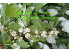 IMG 20200301 133422.jpg