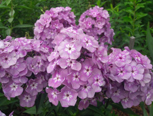 1690030014 dubabah-club-p-floks-fioletovii-rai-vkontakte-57.jpg