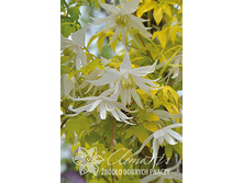 �������� ���������� �������� ����