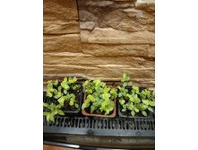 �������� ����.jpg