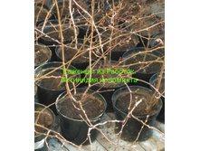 IMG 20200229 183258.jpg