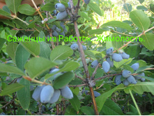 IMG 20200229 193256.jpg