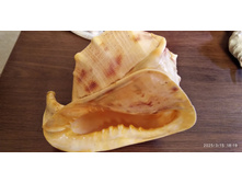 ������� ����� 1.jpg