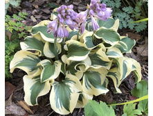 Mini Skirt ���� 3,79 ���� �������� 1��