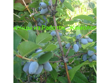 IMG-8ff8401e2826702222f1c34e3298467f-V - �����.jpg