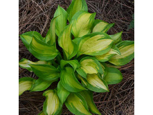 10675 khosta-lakeside-banana-bay.jpg