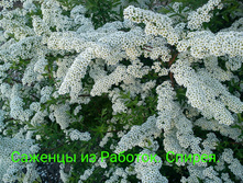 IMG 20200301 133135.jpg