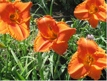 P 810  hot bronze (3) 2896.jpg