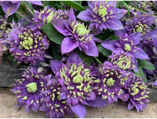 �������� �����,3 ��