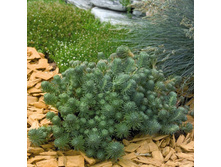 Sedum fosterianum Elegans 2.jpg