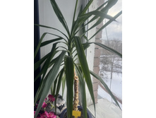 ����,������ 1,0 �