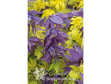 �������� ���������� �������� ����,1 ��