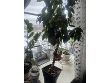 ����� ���������� ,����������� �����