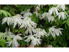 ������ ����� �����.jpg