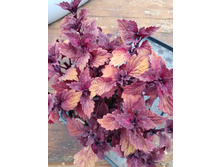 ���� ����.jpg