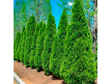 4 ����, 950 ���+% ��� �������