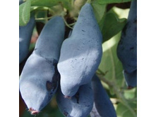 ��� 1 ���=450 ���+%,	��� 2 ����=550 ���+%, ���������, ���� ��£����� (������������)