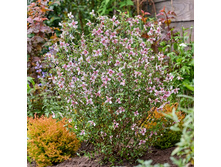 �����-������-����