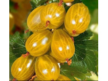 ��� 2 ����=550 ���, ������� ������, ���������