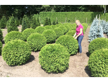 4 ����, 950 ���+%, ��� ������������� �������� (Woodwardii)