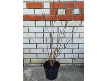 Photo 2025-04-02 10-13-52.jpg