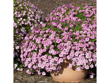 ���������� ALOHA DOUBLE SOFT PINKEYE 155�
