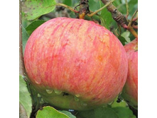 ��� 1 ���=650 ���+%, ��� 2 ����=750 ���+%, ������ ��������� ��������� �������