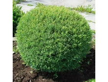 ������� 7.5 � �������! 800 ���