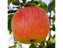 ��� 1 ���=650 ���+%, ��� 2 ����=750 ���+%,������ ����� ������