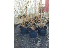 Photo 2025-04-02 10-34-03.jpg