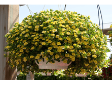 ���������� ALOHA DOUBLE Yellow 155�