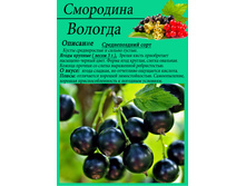 ��� 1 ���=450 ���+%, ��� 2 ����=550 ���+%, ��������� �������