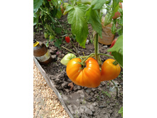 ������ ���.jpg