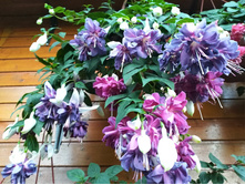 ������ Deep Purple 130�