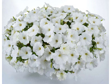 ������� Cascadias Iceberg 150�