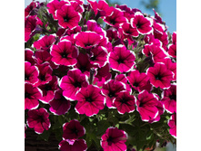 ������� Cascadias Rim Cherry 155�