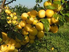 ����� ����  +25�