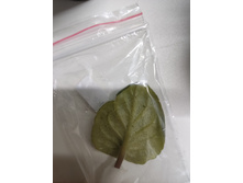 IMG 20250411 214217.jpg