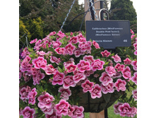 ���������� MINIFAMOUS UNO DOUBLE PINKTASTIC 160�