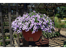 ���������� EYECONIC PURPLE 155�