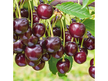 ��� (������ ������� � �����) ����� +25�