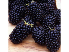 �������� ��������� ����� �� 650 ���+%, �������, ���� ������